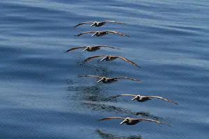 Spectacle Prints: Brown pelicans fly in a straight line over the calm waters of the Gulf of California in Baja California