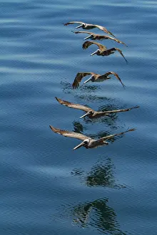 Flock Prints: Brown pelicans fly in a straight line above the water