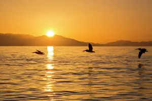 Birds Prints: Brown pelicans (Pelecanus occidentalis) in flight formation at sunset near Isla Rasita