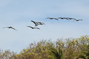 Brown pelicans (Pelecanus occidentalis) flying over Playa Guiones beach at Nosara