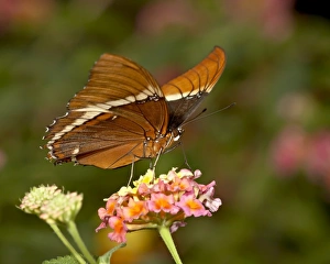 Images Dated 28th May 2009: Brown siproeta (brown page butterfly) (Siproeta epaphus) in captivity, Butterfly World