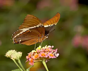 Brown siproeta (brown page butterfly) (Siproeta epaphus) in captivity, Butterfly World