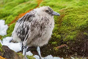 Ornithology Prints: Brown skua chick standing on mossy ground in South Georgia during early morning