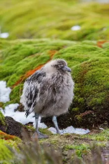 Georgia Prints: Brown skua chick standing on mossy ground in South Georgia Island during the Southern Ocean's summer