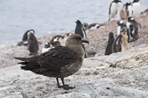 South Pole Prints: Brown skua, Cuverville Island, Antarctic Peninsula, Antarctica, Polar Regions