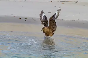 Georgia Prints: Brown skua engaging in hunting behavior on the shoreline of Stromness Bay in South Georgia Island