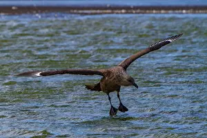 Seabird Prints: Brown skua flies over meltwater pond on Antarctic peninsula capturing prey