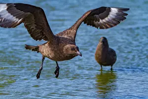 Shorebirds Prints: Brown skua flying above meltwater pond in Antarctica during a sunny day showcasing the natural behavior of the species