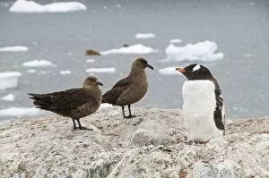 Brown skua and gentoo penguin, Cuverville Island, Antarctic Peninsula, Antarctica