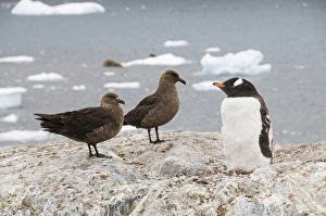 Brown skua and gentoo penguin, Cuverville Island, Antarctic Peninsula, Antarctica Brown skua and gentoo penguin, Cuverville Island, Antarctic Peninsula, Antarctica