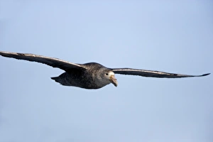 Skua Prints: Brown skua (Stercorarius antarcticus), Snow Hill Island, Weddell Sea, Antarctica