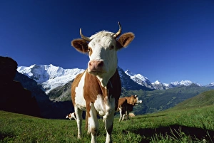 Grindelwald Prints: Brown and white cow in alpine meadow