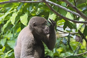 Licking Prints: Brown woolly monkey (Lagothrix lagotricha), Amazon state, Brazil, South America