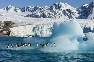 Images Dated 28th January 2000: Bruennichs guillemot (Uria lomvia) on iceberg