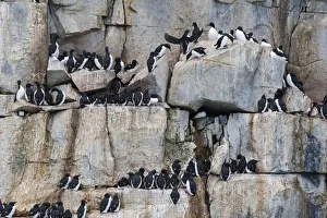 Flock Of Birds Prints: Bruennichs Guillemots (Uria lomvia), Alkefjellet, Spitsbergen, Svalbard Islands