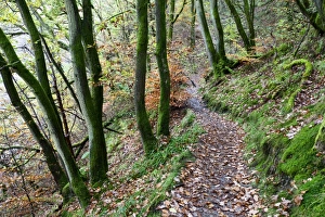 Foot Path Prints: Brundholme Woods in autumn, Keswick, Cumbria, England, United Kingdom, Europe