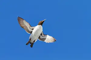 Seabird Prints: Brunnichs guillemot (Uria lomvia) in flight at Cape Fanshawe in the Svalbard Archipelago