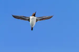 Seabird Prints: Brunnichs guillemot (Uria lomvia) in flight at Cape Fanshawe in the Svalbard Archipelago
