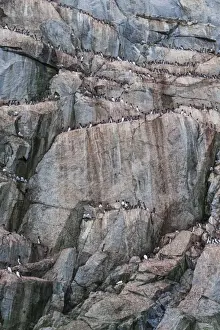 Colonies Prints: Brunnichs Guillemots and Black-legged Kittiwakes on the cliffs of Kolyuchin Island