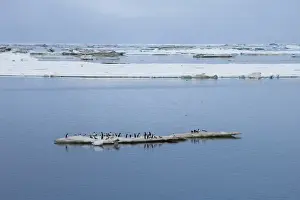 Chuckchi Sea Prints: Brunnichs guillemots (thick-billed murres) (Uria lomvia)