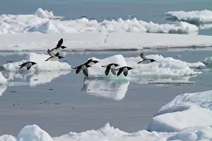 Tundra Prints: Brunnichs guillemots (Uria lomvia) in flight at Cape Fanshawe in the Svalbard Archipelago