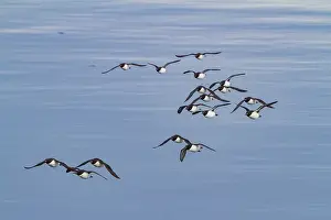 Fjords Prints: Brunnichs guillemots (Uria lomvia) in flight at Cape Fanshawe in the Svalbard Archipelago