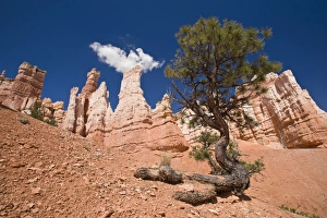 Bryce Canyon Prints: Bryce Canyon, Bryce Canyon National Park, Utah, United States of America, North America