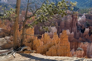 Bryce Canyon National Park, Utah, United States of America, North America