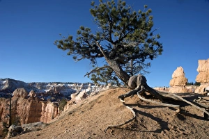 Utah Prints: Bryce Canyon National Park, Utah, United States of America, North America