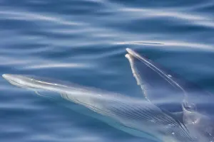 Large Prints: Brydes whale feeding on euphausids in Baja California Sur waters near Isla del Carmen