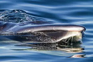 Balance Prints: Brydes whale surface feeding on euphausids in Baja California Sur, Mexico