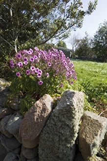 Bryer (Bryher)