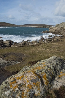 Images Dated 23rd March 2008: Bryer, Isles of Scilly, United Kingdom, Europe
