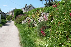 Plant Life Prints: Bryher, Isles of Scilly, United Kingdom, Europe