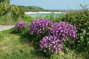 bryher isles scilly united kingdom europe Trending Item 2