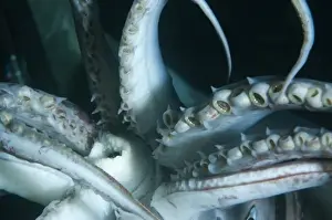 Mollusc Prints: Buccal cavity (mouth) and tentacles of Humboldt (Jumbo) squid (Dosidicus gigas)