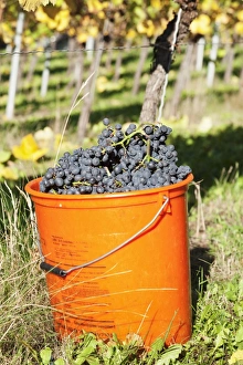 Esslingen Prints: Bucket of wine grapes, Grape Harvest, Esslingen, Baden Wurttemberg, Germany