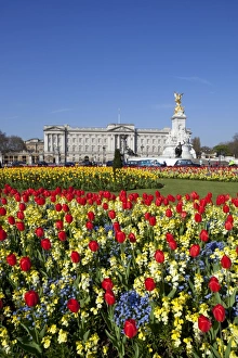 Buckingham Palace and Queen Victoria Monument with tulips, London, England, United Kingdom, Europe
