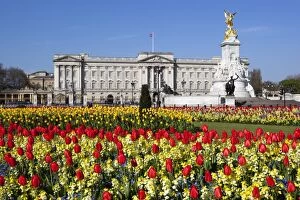 Buckingham Palace Collection: Buckingham Palace and Queen Victoria Monument with tulips, London, England, United Kingdom, Europe