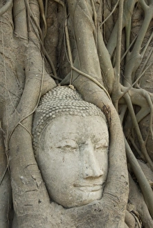 Wat Mahathat Prints: Buddha head, Wat Mahathat, Ayutthaya