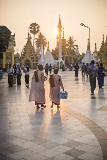 Burma Prints: Buddhist nuns in pink robes at sunrise at Shwedagon Pagoda (Golden Pagoda)