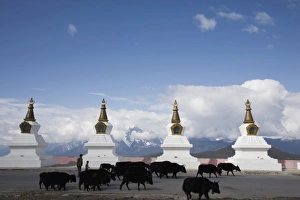 Stupas Prints: Buddhist stupas at Deqin, near the Tibetan Border, Shangri-La region, Yunnan Province