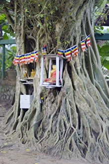 Religious Offering Prints: Buddhist tree shrine, Southern Province, Sri Lanka, Asia