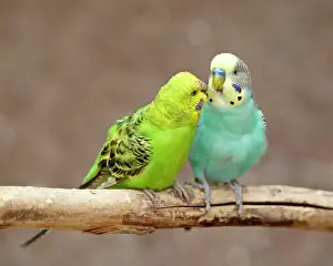 Birds Prints: Two Budgerigars (common pet parakeet) (shell parakeet) (Melopsittacus undulatus) in captivity