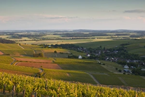 Sancerre Prints: Bue, Sancerre, Cher, Loire Valley, Centre, France, Europe