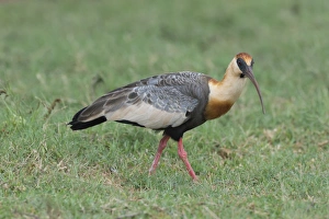 Ibis Prints: Buff-necked ibis (Theristicus caudatus), Mato Grosso do Sul, Brazil, South America