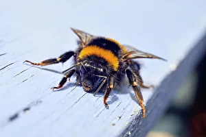 Invertebrate Prints: Buff-tailed bumblebee (Bombus terrestris), France, Europe