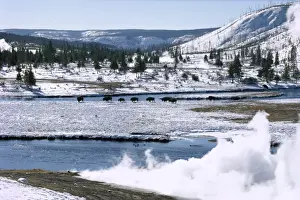 Thermal Prints: Buffalo beside Firehole River in winter in Midway geothermal basin