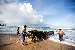 Farmer Prints: Buffalo herders on the beach in Sumba, Indonesia, Southeast Asia, Asia