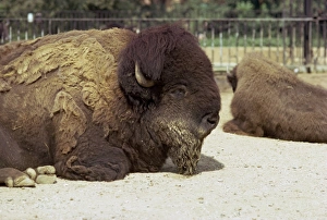 Boredom Prints: Buffalo, London Zoo, London, England, United Kingdom, Europe